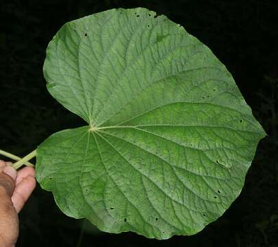 Слика од Piper umbellatum L.