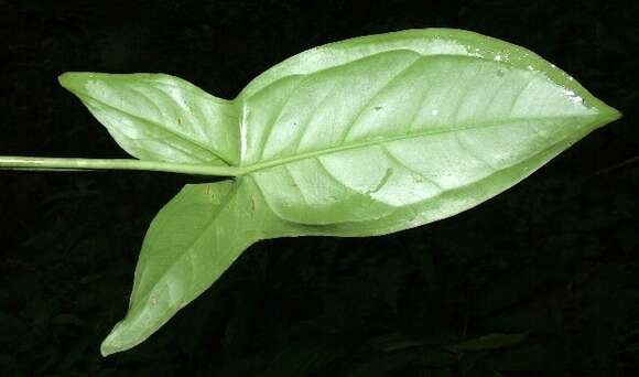 Image of Syngonium wendlandii Schott