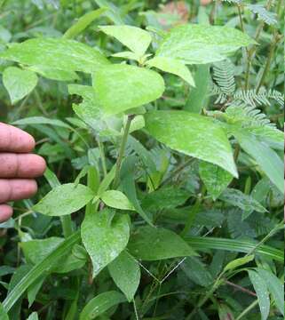 Image of dogwoodleaf