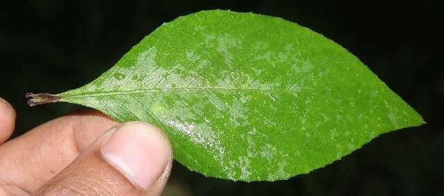 Plancia ëd Spiracantha cornifolia Kunth