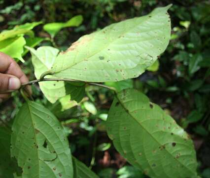 Image of Damburneya martinicensis (Mez) Trofimov