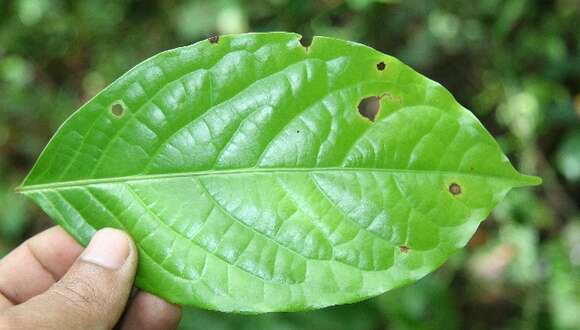 Plancia ëd Damburneya martinicensis (Mez) Trofimov