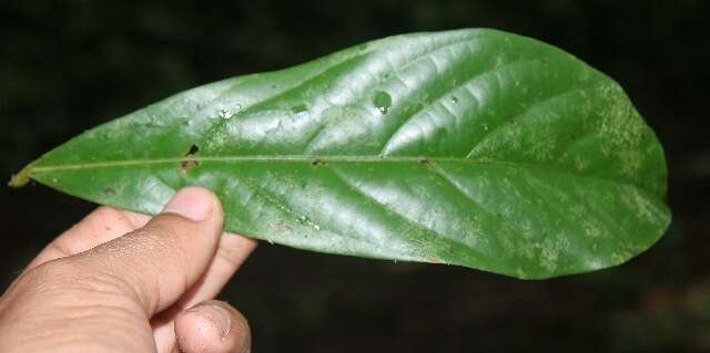 Image of Ocotea insularis (Meisn.) Mez