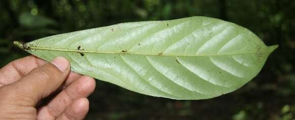 Image of Ocotea insularis (Meisn.) Mez