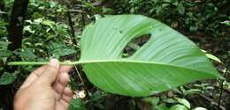 Monstera adansonii Schott resmi