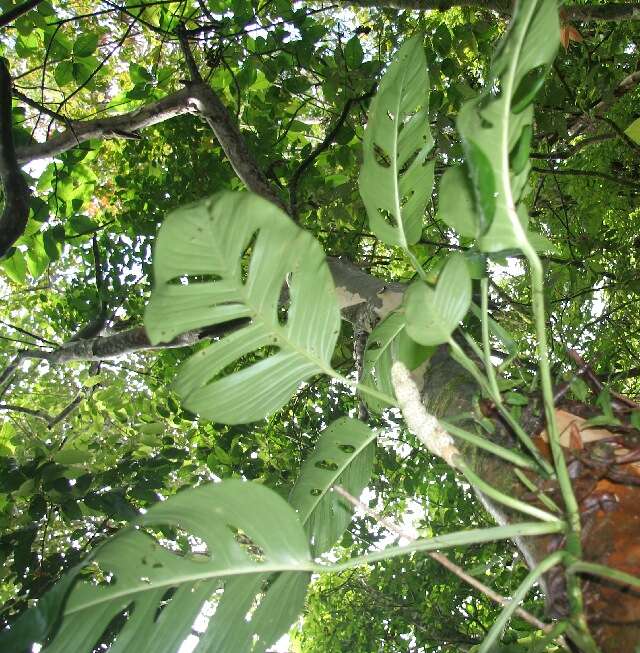 Image of Adanson's monstera