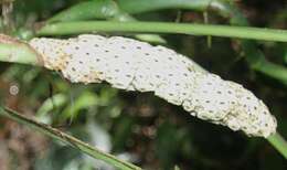 Image of Adanson's monstera