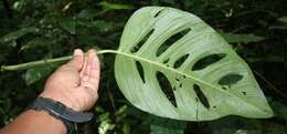 Image of Adanson's monstera