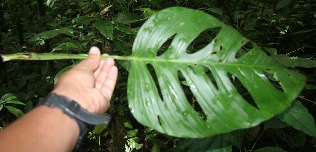 Monstera adansonii Schott resmi