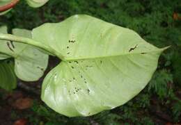 Philodendron platypetiolatum Madison的圖片