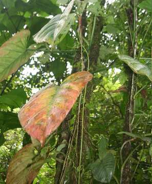 Philodendron platypetiolatum Madison的圖片