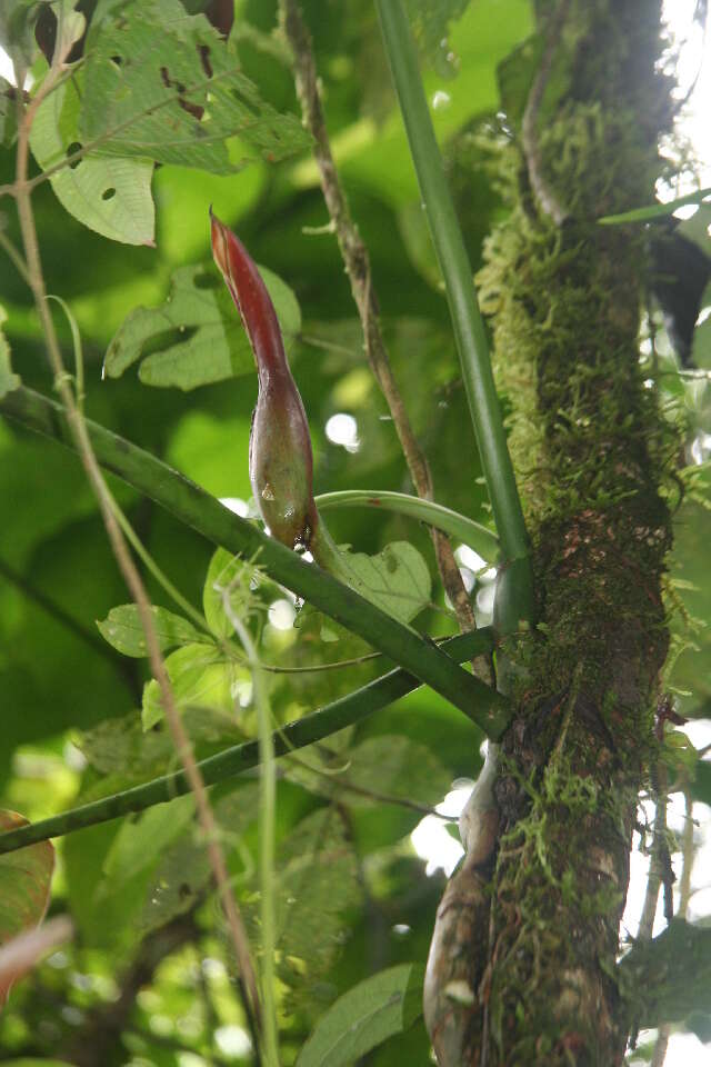 Philodendron platypetiolatum Madison resmi