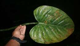 Philodendron platypetiolatum Madison resmi