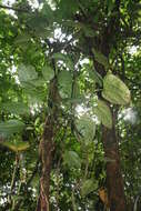 Image of Philodendron platypetiolatum Madison