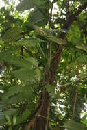 Image of Philodendron platypetiolatum Madison