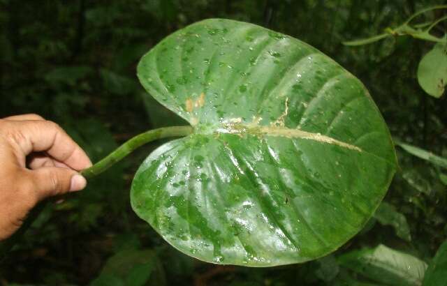 Philodendron platypetiolatum Madison resmi