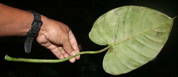 Philodendron platypetiolatum Madison resmi