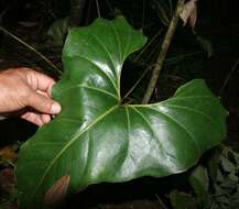 Anthurium ochranthum K. Koch resmi