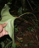 Anthurium ochranthum K. Koch resmi