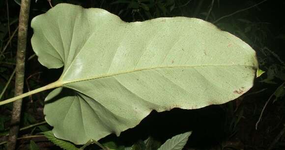 Anthurium ochranthum K. Koch resmi