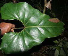 Anthurium ochranthum K. Koch resmi