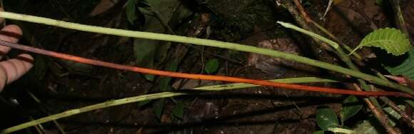 Image of Anthurium ochranthum K. Koch