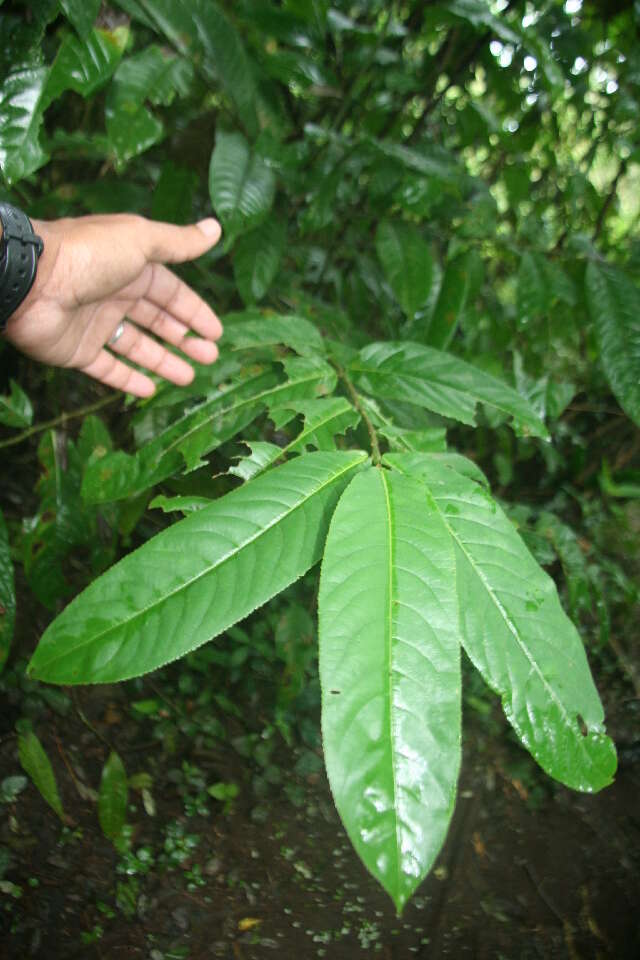 Image de Casearia nitida (L.) Jacq.