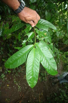 Image de Casearia nitida (L.) Jacq.