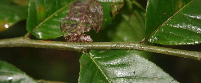 Image de Casearia nitida (L.) Jacq.