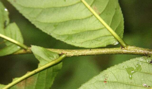 Image de Casearia nitida (L.) Jacq.