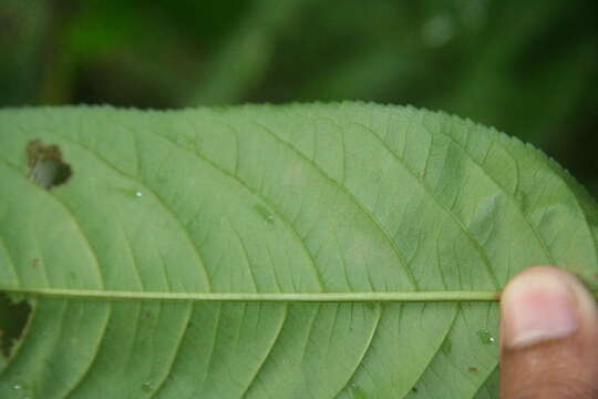 Image de Casearia nitida (L.) Jacq.