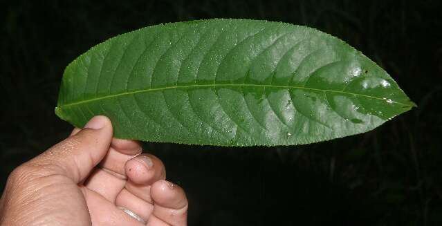 Image de Casearia nitida (L.) Jacq.