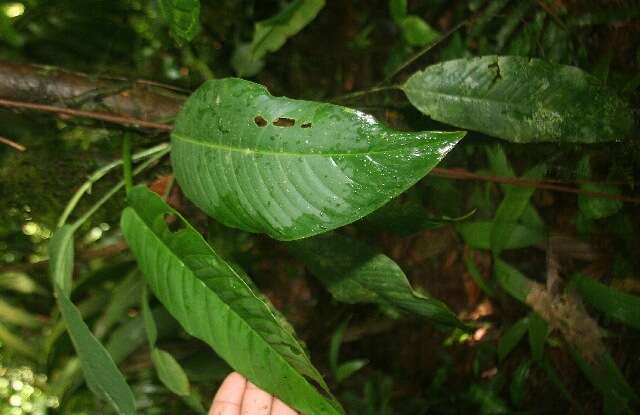 Image of Philodendron rhodoaxis G. S. Bunting