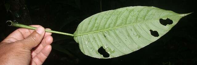 Image of Philodendron rhodoaxis G. S. Bunting