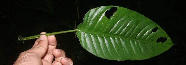 Image of Philodendron rhodoaxis G. S. Bunting