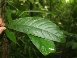 Image of Philodendron rhodoaxis G. S. Bunting