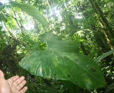 Image of Philodendron tenue K. Koch & Augustin