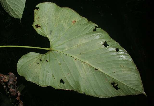 Image of Philodendron tenue K. Koch & Augustin