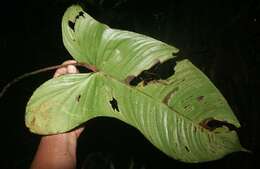 Image of Philodendron tenue K. Koch & Augustin