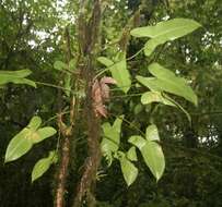 Image of Philodendron tenue K. Koch & Augustin