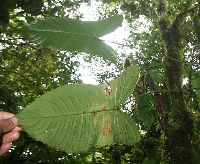 Image of Philodendron tenue K. Koch & Augustin