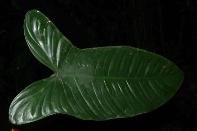 Image of Philodendron tenue K. Koch & Augustin