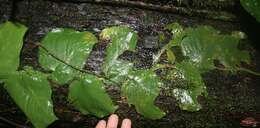 Image of monstera