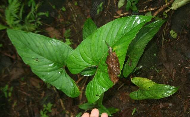 Anthurium ochranthum K. Koch resmi