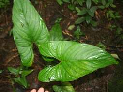 Anthurium ochranthum K. Koch resmi