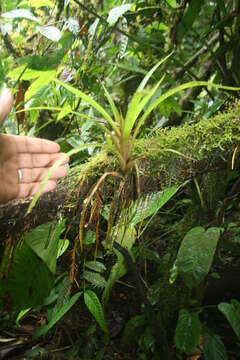 Слика од Guzmania subcorymbosa L. B. Sm.