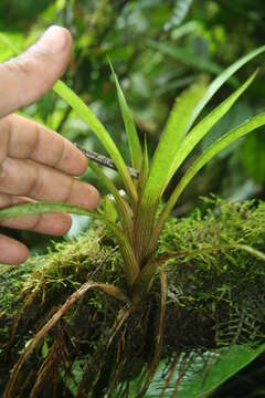 Image of Guzmania subcorymbosa L. B. Sm.