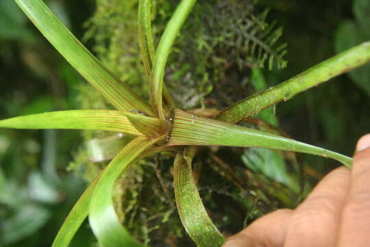 Image of Guzmania subcorymbosa L. B. Sm.