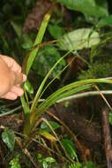 Image of Guzmania subcorymbosa L. B. Sm.
