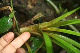 Image of Guzmania subcorymbosa L. B. Sm.